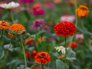 Fototapeta premium Colorful zinnia flowers in the garden