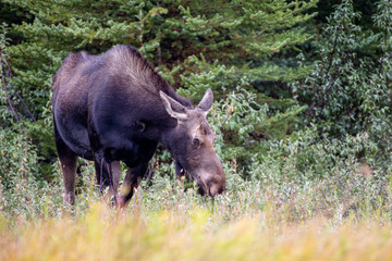 moose in teton