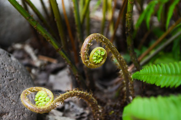 Athyrium filix-femina or lady fern unrolling new leaves.