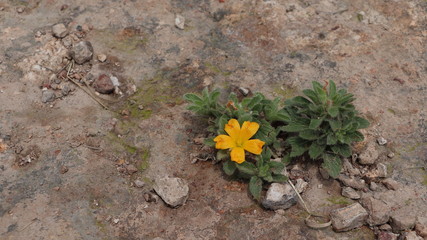 flowers on rock