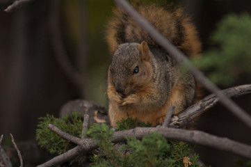 Naklejka na ściany i meble California Grey Squirrel eats his food on a tree branch