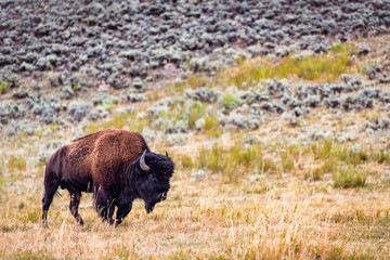 bison in yellowstone national park