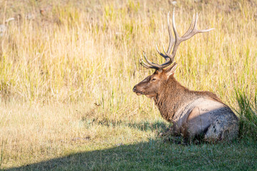 elk in grass
