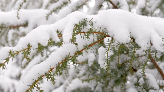 Snow christmas tree in winter park. Snowfall on pine branch. Close-up shot filmed in 4k UHD