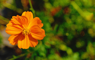 花　素材