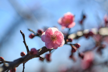 cherry blossom