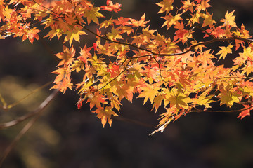 maple leaves in autumn