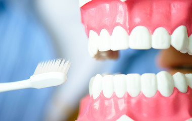 hands of a dentist, he is demonstrating how to brush your teeth properly. To clean the teeth and oral cavity.