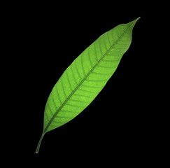 Leaves on a black background