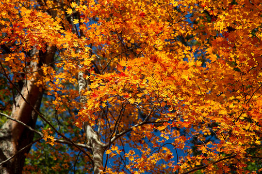 autumn leaves on tree