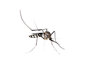 Mosquitoes striped white background