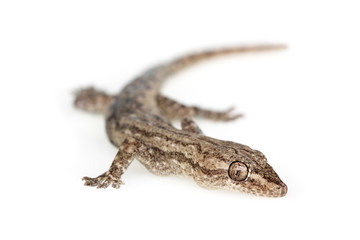 gecko asian lizard on a white background.