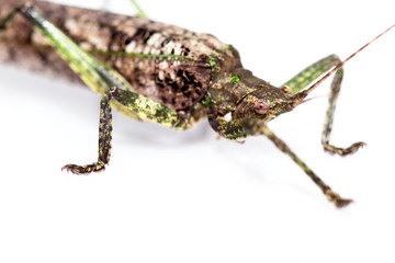 Grasshopper camouflage to match nature on a white background.