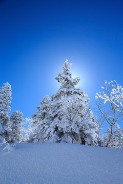 winter landscape with trees and blue sky