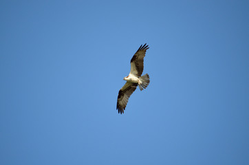 Osprey flying