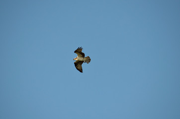 Osprey flying and calling out