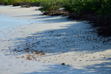 A large group of crabs on the beach © April