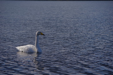 屈斜路湖の白鳥