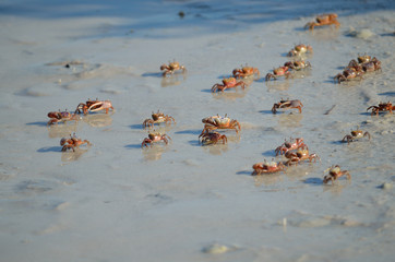 A group of crabs on the beach