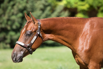 Horse Portrait