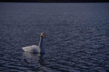 屈斜路湖の白鳥