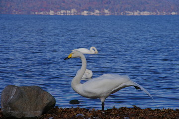 屈斜路湖の白鳥