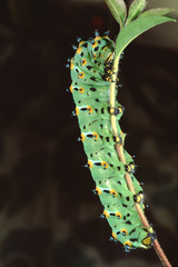 Calleta Silkmoth Caterpillar (Eupackardia Calleta)