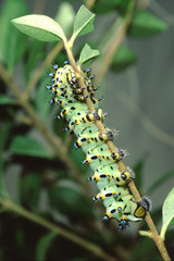 Calleta Silkmoth Caterpillar (Eupackardia Calleta)