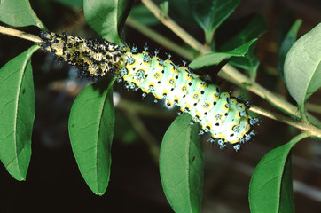 Calleta Silkmoth Caterpillar (Eupackardia Calleta)