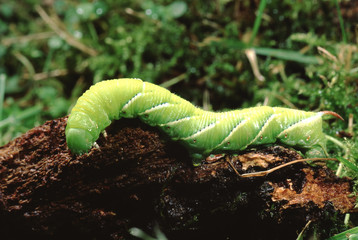 Carolina Sphinx Moth Caterpillar (Manduca Sexta)