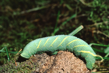 Carolina Sphinx Moth Caterpillar (Manduca Sexta)