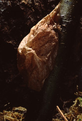 Cecropia Moth Chrysalis (Hyalophora Cecropia)