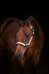 Obraz premium Horse Portrait