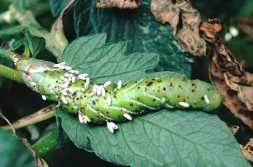 Five-Spotted Hawkmoth Caterpillar (Manduca Quinquemaculata)