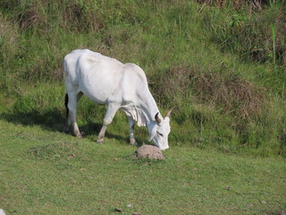 Fototapeta na wymiar Nelore cow eating grass. Cattle Grazing.