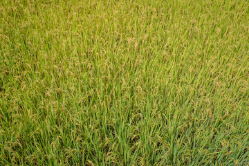 shot of rice field and drops more in my portfolio