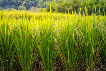 Fototapeta premium shot of rice field and drops more in my portfolio