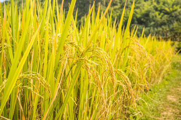 shot of rice field and drops more in my portfolio