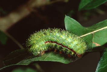 Io Moth Caterpillar (Automaris Io)