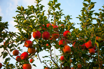 an apple orchard. a tree with apples on it.
