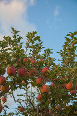 an apple orchard. a tree with apples on it.