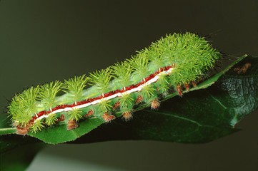Io Moth Caterpillar (Automaris Io)