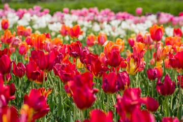 Schilderijen op glas field of red tulips © win