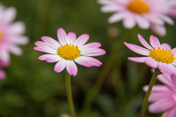 flowers in the garden