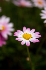 Obraz premium pink flower in the garden