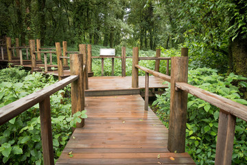 Ang ka nature trail in Doi Inthanon national park , Chiang mai , Thailand.