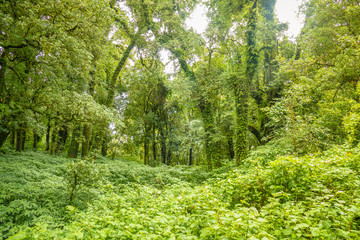 Ang ka nature trail in Doi Inthanon national park , Chiang mai , Thailand.