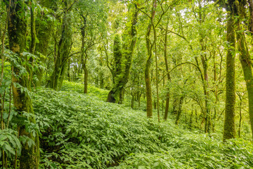 Ang ka nature trail in Doi Inthanon national park , Chiang mai , Thailand.
