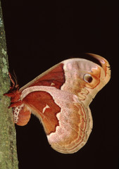 Promethea Silkmoth (Callosamia Promethea)