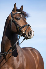 Fototapeta premium Dressage Horse